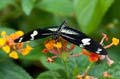 260 Doris-Falter - Heliconius doris